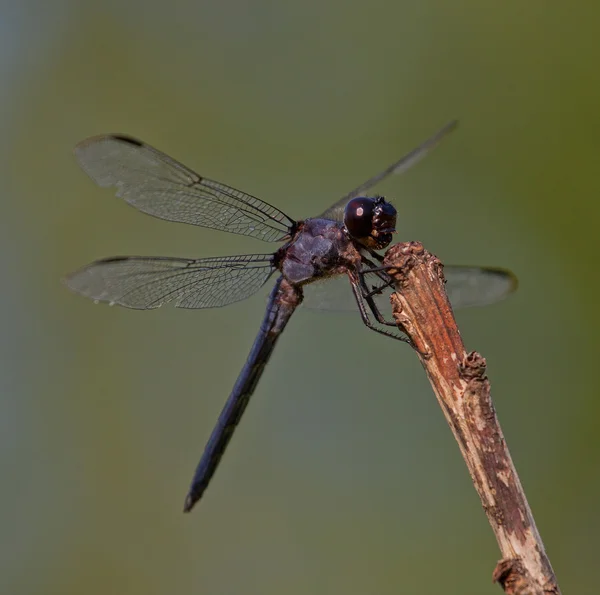 Dragonfly mouth open — Stock Photo, Image