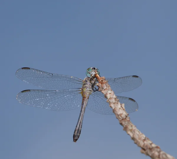 Blue headed dragonfly — Stock Photo, Image