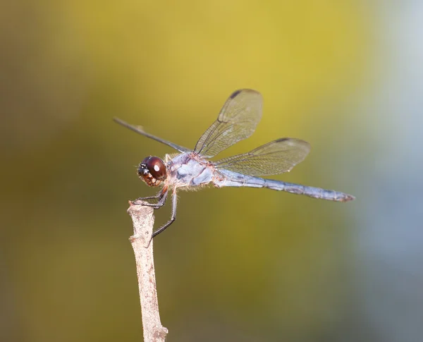 Libellula con dietro verde e giallo — Foto Stock