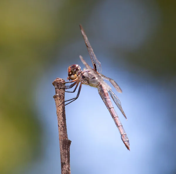 Dragonfly eten op een takje — Stockfoto