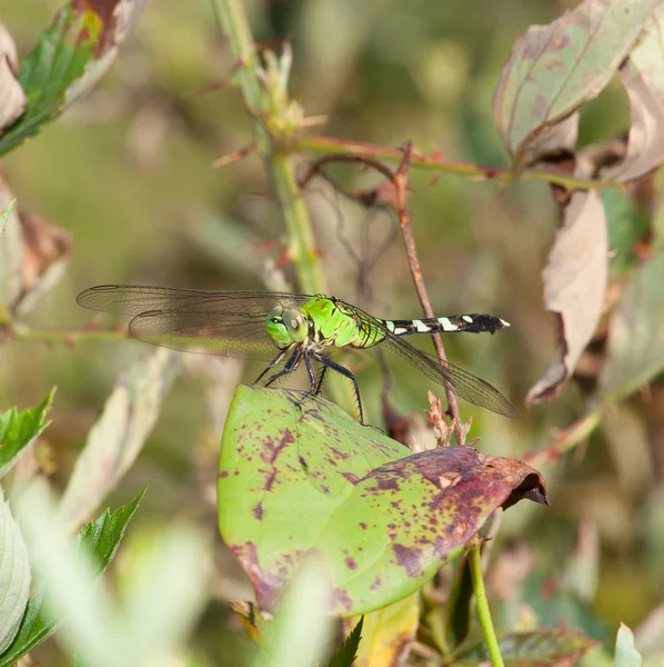 Листові dragonfly хижак — стокове фото