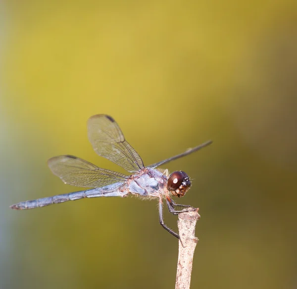 Sen dag dragonfly — Stockfoto
