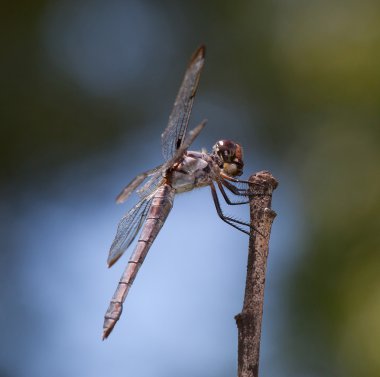 Bir çubuk üzerinde aç yusufçuk