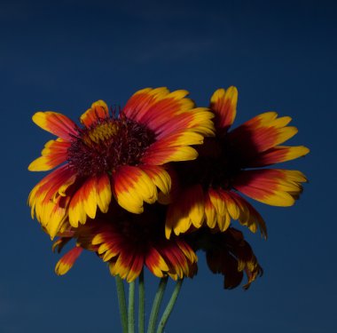 Arkasında gökyüzü ile çiçek açan çiçekler