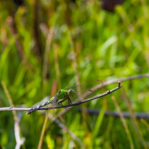 녹색 배경에 녹색 잠자리 — 스톡 사진