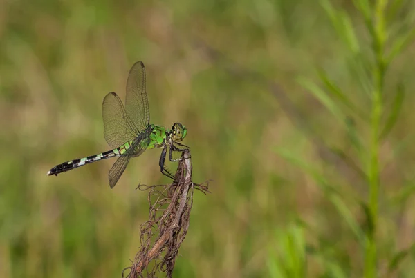 Dragonfly připravena udeřit — Stock fotografie