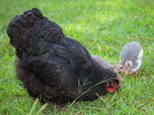 Casal estranho de galinhas — Fotografia de Stock