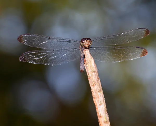 긴 잠자리 날개 길이 — 스톡 사진