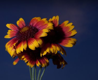 Alacakaranlıkta çiçek çiçeklenme