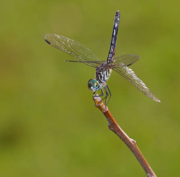 Dragonfly με έναν άνεμο ουρά — Φωτογραφία Αρχείου