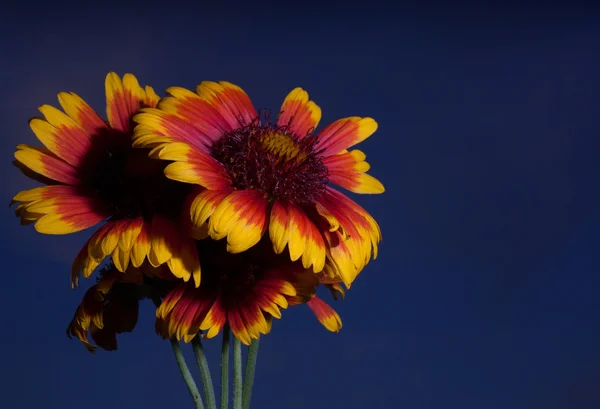 Fioritura fiori primaverili — Foto Stock