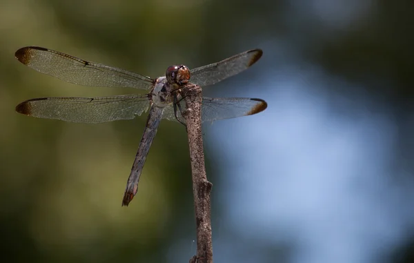 Paziente predatore con il cielo dietro — Foto Stock