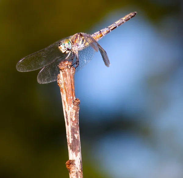 Happy dragonfly on a tree branch — Stock Photo, Image