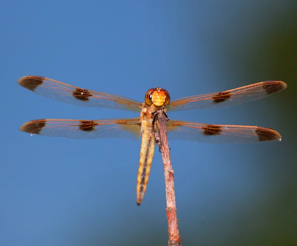 Χτυπητός dragonfly με μπλε φόντο — Φωτογραφία Αρχείου