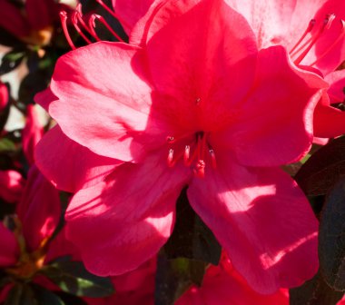 pembe açelya çiçek