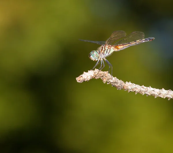 Dragonfly on the edge — Stock Photo, Image