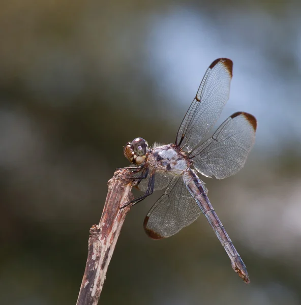 Caccia libellula su un bastone — Foto Stock