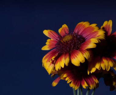 Bahar çiçek ile gök