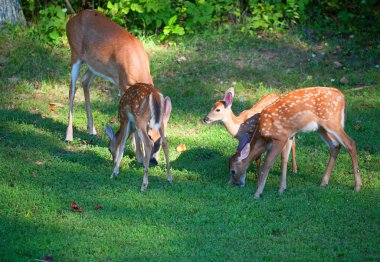 ' In bahçesinde geyik
