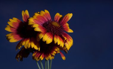 Gölgeli Bahar çiçeği