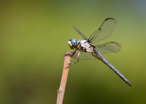 Dragonfly hanging on — Stock Photo, Image