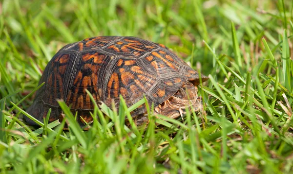 Ideje, hogy jöjjön ki a shell — Stock Fotó