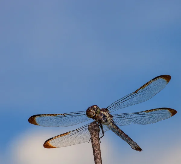 Dragonfly with clouds behind — Stock Photo, Image