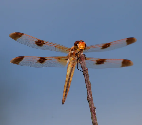 Dragonfly знизу — стокове фото