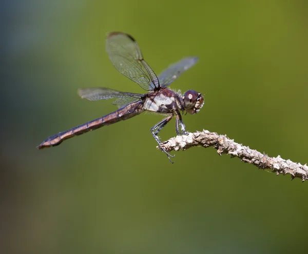 Dragonfly opgezadeld omhoog — Stockfoto