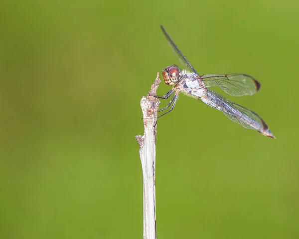 Patient dragonfly on a stick — Stock Photo, Image