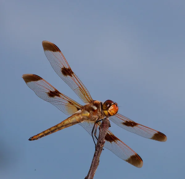 Smiley face dragonfly — Stock Photo, Image