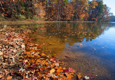 Leaf lined shore