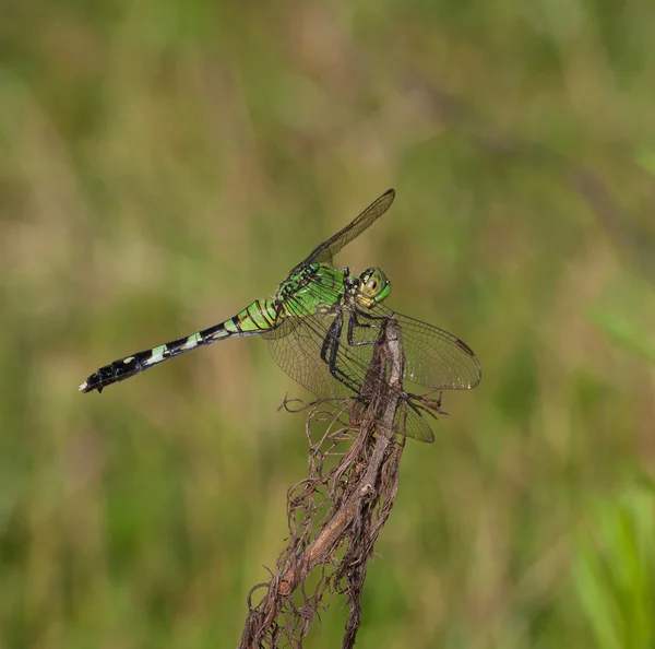 Green bug eater — 图库照片