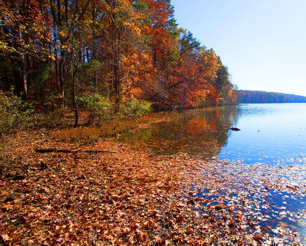 Feuilles d'automne sur la rive d'un lac — Photo