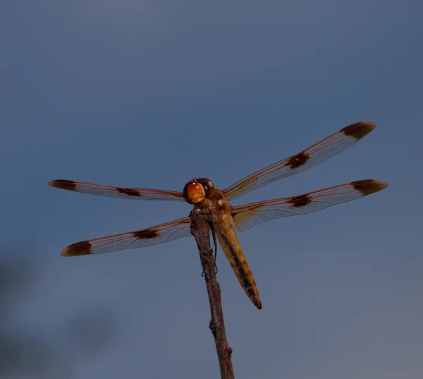 Orange dragonfly with wings spread — Stok fotoğraf