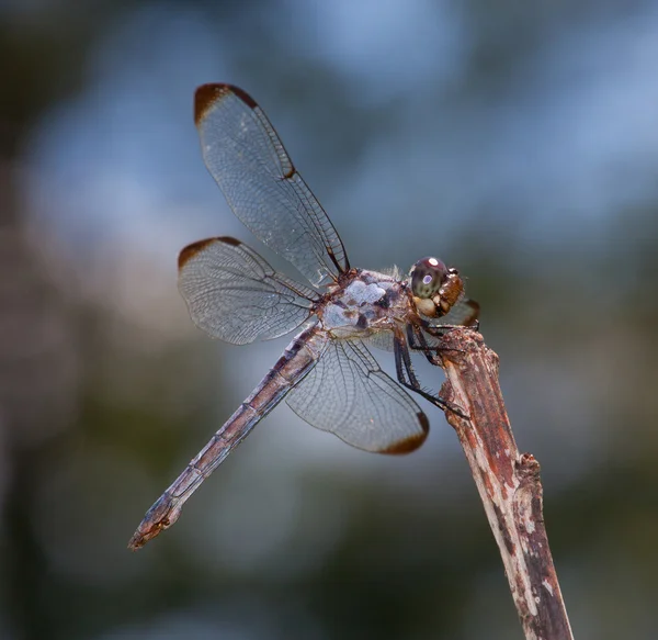 Hungriga dragonfly på en pinne — Stockfoto