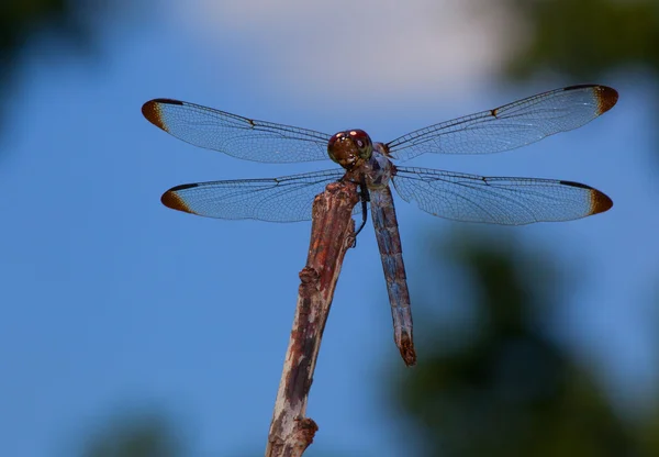Fome Dragonfly pose — Fotografia de Stock