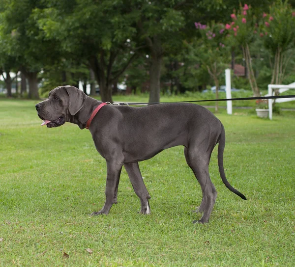 Out for a Walk — Stock Photo, Image