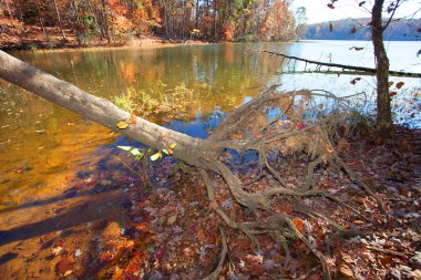 Ağaç kökleri maruz