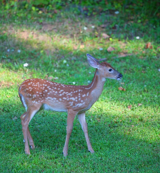 Single deer fawn — Stock Photo, Image