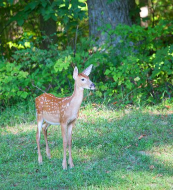 Geyik açık açık kahverengi