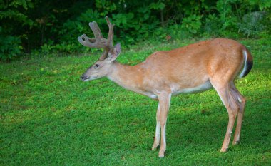 Poz whitetail geyik buck