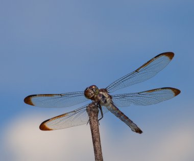 Bug eating dragonfly