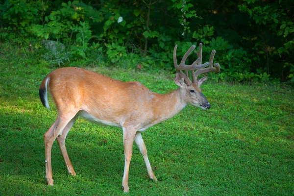 Zomer whitetail herten buck — Stockfoto