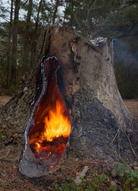 Warm tree stump