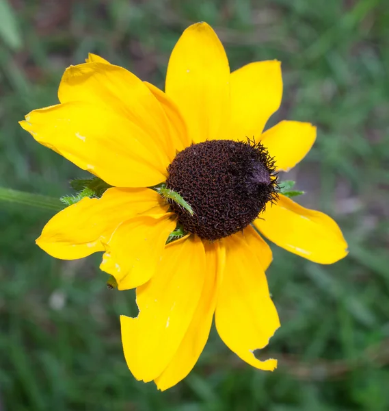 Sunny yellow flower — Stock Photo, Image