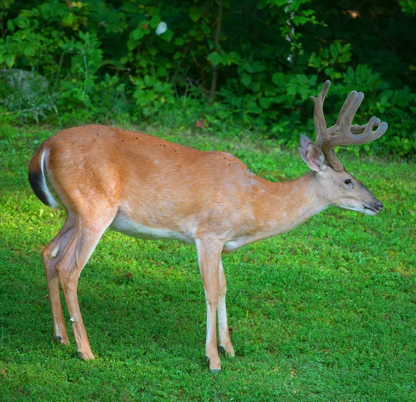 Veado perto da floresta — Fotografia de Stock