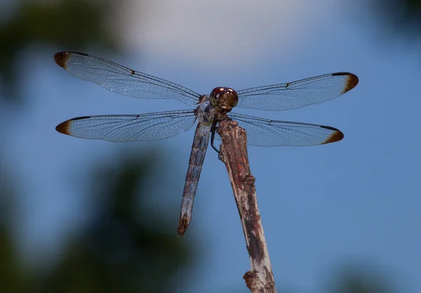 Libélula empoleirada com céu para trás — Fotografia de Stock