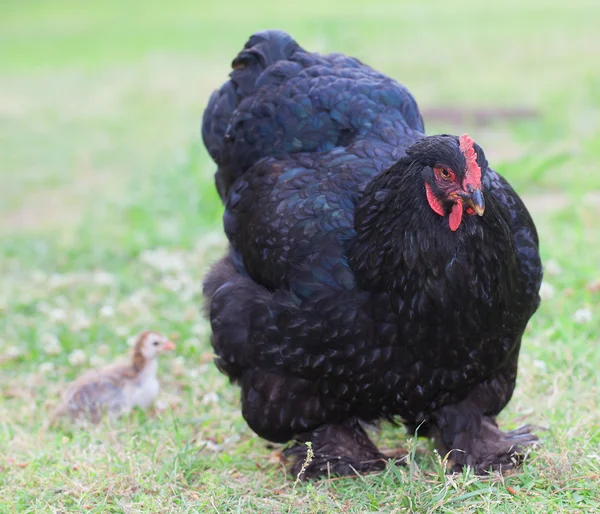 Pollo madre protector — Foto de Stock