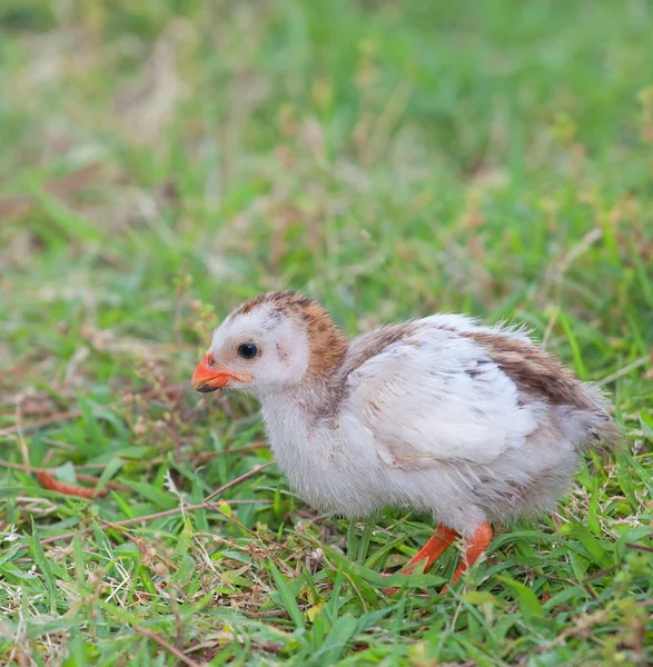 Tiny guinea pták — Stock fotografie